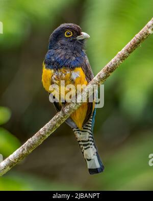 Mâle Garbré Trogon Caligatus perché sur une branche au Costa Rica Banque D'Images