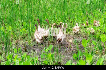 Groupe de canards à la recherche de nourriture dans le champ de riz Banque D'Images