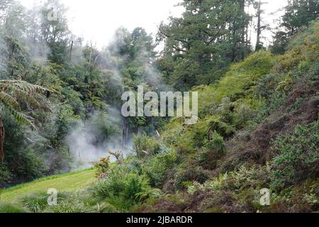 Une rivière thermale à la vapeur près de Taupo, en Nouvelle-Zélande Banque D'Images