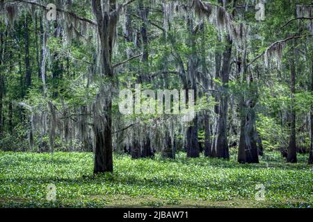 Marécage d'Atchafalaya en Louisiane Banque D'Images