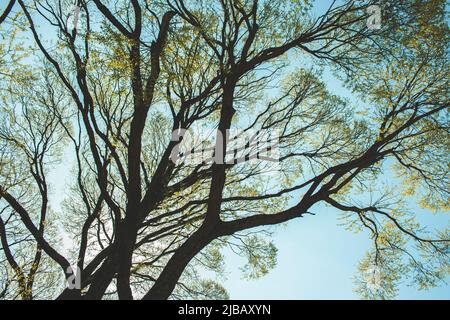 Arbres avec de jeunes feuilles vertes lors d'une journée ensoleillée de printemps contre le ciel bleu Banque D'Images