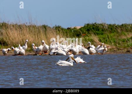 Un petit troupeau de pélicans blancs américains sur les rives du lac Michigan Banque D'Images