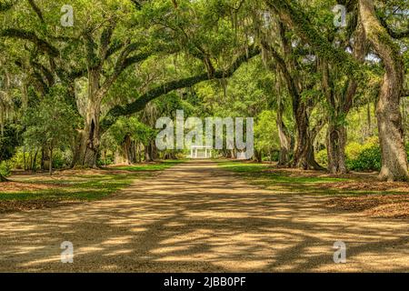 Rosedown Plantation, Louisiane Banque D'Images