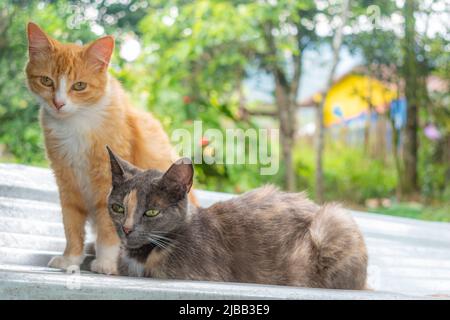 chats créoles au premier plan, sur le toit dans la zone rurale Banque D'Images