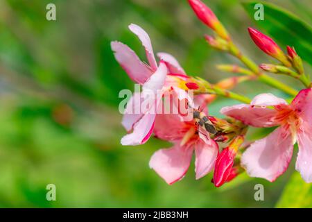 nénuphars roses au premier plan avec des insectes jaunes collectant du pollen Banque D'Images