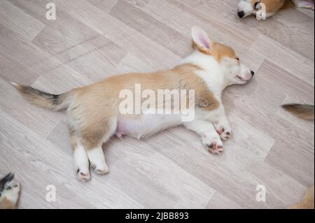 Les chiots gallois mignons dorment sur le sol. Vue de dessus. Banque D'Images