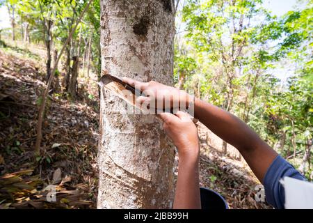 Femme jardinière coupant un arbre en caoutchouc taraudé avec un couteau dans la matinée Phuket Thaïlande Banque D'Images