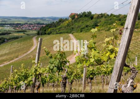 Ipsheim, Allemagne. 03rd juin 2022. Les vignes sont vues dans une rangée de vignes sur une pente dans une zone viticole. Credit: Matthias balk/dpa/Alay Live News Banque D'Images