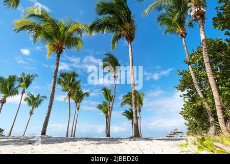Plage sur l'île tropicale. Sable clair et palmiers. Un endroit de vacances magnifique. Excellents grands cocotiers. Route vers la plage Banque D'Images