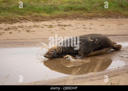 Scellez les éclaboussures dans le flaque d'eau à Horsey GAP, Norfolk, Royaume-Uni. Faune britannique Banque D'Images