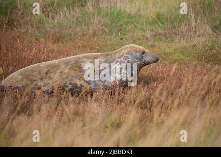 Vue latérale du joint situé dans l'herbe à Horsey GAP, Norfolk, Royaume-Uni. Faune britannique Banque D'Images