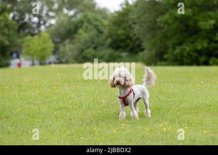 Adorable petit coolette marron clair avec harnais rouge sur l'herbe dans le champ Banque D'Images