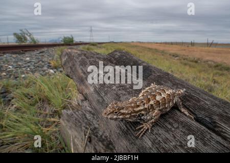 Le lézard de clôture de l'Ouest (Sceloporus occidentalis), le reptile se trouve dans la vallée centrale de la californie, aux États-Unis. Banque D'Images