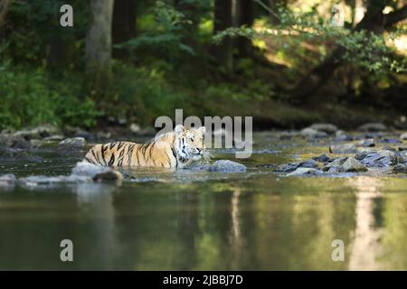 Le tigre de Sibérie Panthera tigris Tigris, ou l'Amour tigre Panthera tigris altaica dans la forêt marchant dans une eau. Tigre avec fond vert Banque D'Images