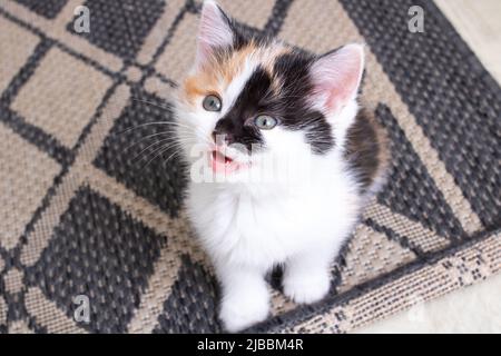 Un petit chaton tricolore se trouve au sol d'une chambre, vue sur le dessus Banque D'Images