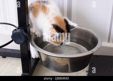 Un petit chaton tricolore boit de l'eau dans un bol pour chien de près Banque D'Images