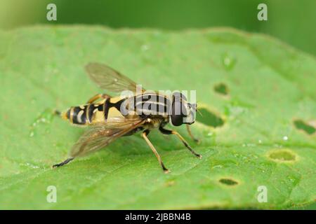 Gros plan sur un planque d'amant de marais danlant, Helophilus pendule assis sur une feuille verte dans le jardin Banque D'Images