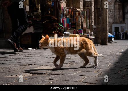 chat rouge marchant le long de la rue Banque D'Images