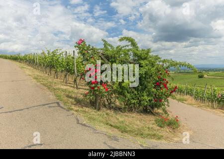 Vignobles à Kaiserstuhl au printemps. Sasbach am Kaiserstuhl, Bade-Wurtemberg, Emmendingen, Fribourg-en-Brisgau, Allemagne. Banque D'Images