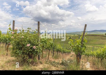 Vignobles à Kaiserstuhl au printemps. Sasbach am Kaiserstuhl, Bade-Wurtemberg, Emmendingen, Fribourg-en-Brisgau, Allemagne. Banque D'Images