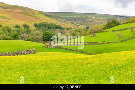 Granges en pierre ou maisons de vache avec murs en pierre sèche, champs verts et prairies de fleurs sauvages remplies de butterbuttes jaune vif, à Muker, Swaledale, Yorksh Banque D'Images