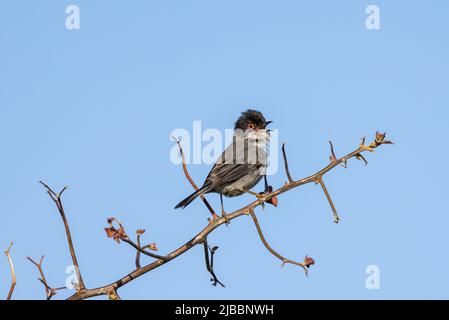 Paruline sarde mâle (Curruca melanocephala) en chant dans le sud de l'Espagne Banque D'Images