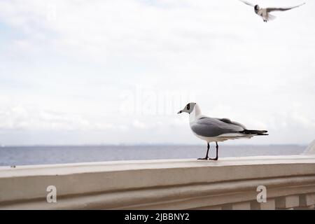 Un gros plan d'un mouette sur un quai en pierre contre l'eau bleue de l'océan. Arrière-plan clair avec des oiseaux. Placer pour le texte Banque D'Images