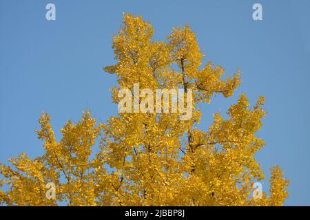 l'arbre de gingko jaune laisse en automne ensoleillé sous ciel bleu Banque D'Images