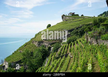 Lavaux, avec ses terrasses couvertes de vignobles surplombant le lac Léman, est l'une des régions viticoles les plus connues et les plus fascinantes de Suisse Banque D'Images