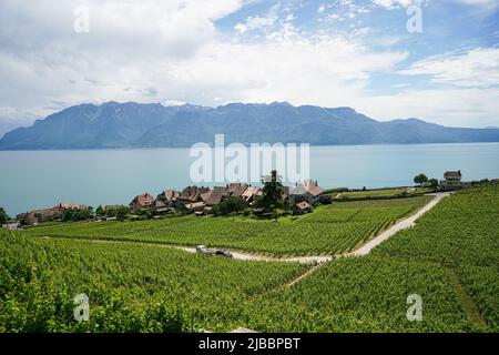 Lavaux, avec ses terrasses couvertes de vignobles surplombant le lac Léman, est l'une des régions viticoles les plus connues et les plus fascinantes de Suisse Banque D'Images