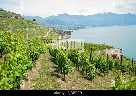 Lavaux, avec ses terrasses couvertes de vignobles surplombant le lac Léman, est l'une des régions viticoles les plus connues et les plus fascinantes de Suisse Banque D'Images