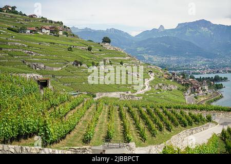 Lavaux, avec ses terrasses couvertes de vignobles surplombant le lac Léman, est l'une des régions viticoles les plus connues et les plus fascinantes de Suisse Banque D'Images