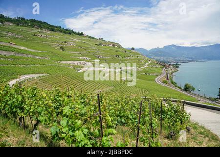 Lavaux, avec ses terrasses couvertes de vignobles surplombant le lac Léman, est l'une des régions viticoles les plus connues et les plus fascinantes de Suisse Banque D'Images