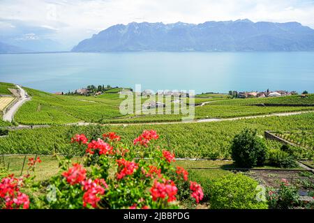 Lavaux, avec ses terrasses couvertes de vignobles surplombant le lac Léman, est l'une des régions viticoles les plus connues et les plus fascinantes de Suisse Banque D'Images