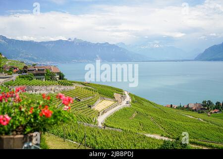 Lavaux, avec ses terrasses couvertes de vignobles surplombant le lac Léman, est l'une des régions viticoles les plus connues et les plus fascinantes de Suisse Banque D'Images