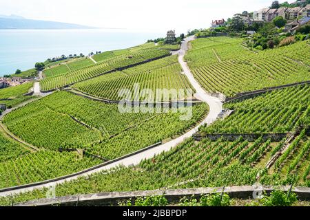 Lavaux, avec ses terrasses couvertes de vignobles surplombant le lac Léman, est l'une des régions viticoles les plus connues et les plus fascinantes de Suisse Banque D'Images