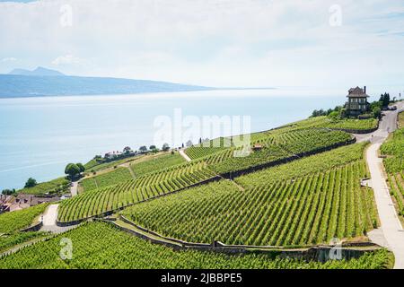 Lavaux, avec ses terrasses couvertes de vignobles surplombant le lac Léman, est l'une des régions viticoles les plus connues et les plus fascinantes de Suisse Banque D'Images