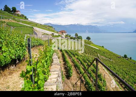 Lavaux, avec ses terrasses couvertes de vignobles surplombant le lac Léman, est l'une des régions viticoles les plus connues et les plus fascinantes de Suisse Banque D'Images