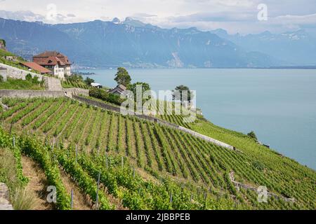 Lavaux, avec ses terrasses couvertes de vignobles surplombant le lac Léman, est l'une des régions viticoles les plus connues et les plus fascinantes de Suisse Banque D'Images