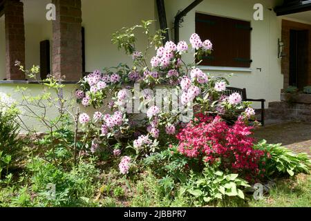 Fleurs roses de rhododendron avec des feuilles vertes Banque D'Images