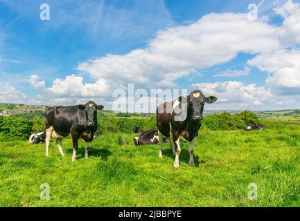 Holstein vaches frisonnes face vers l'avant dans un écrin vert luxuriant avec ciel bleu et fond de nuages blancs et moelleux. Face à l'avant. North Yorkshire Moors, U Banque D'Images