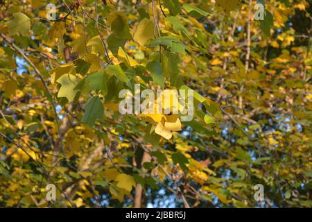 feuilles d'automne vertes et jaunes sur l'arbre par temps ensoleillé Banque D'Images