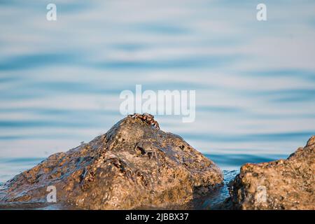 Un crabe de mer est assis sur une pierre grise. Animaux dans la nature. Banque D'Images