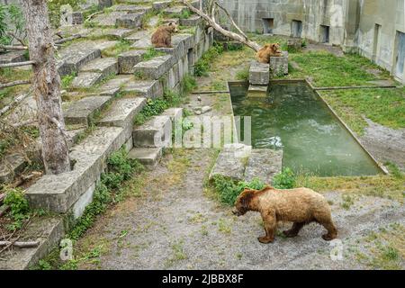 Parc de l'ours de Berne. Le Bear Pit est l'une des destinations touristiques les plus populaires pour les enfants. Berne, Suisse - juin 2022 Banque D'Images