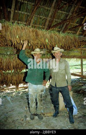 Cultivateur de tabac cubain dans une maison de séchage de tabac, Valle de Vinales, Pinar del Rio, Cuba, Caraïbes Banque D'Images