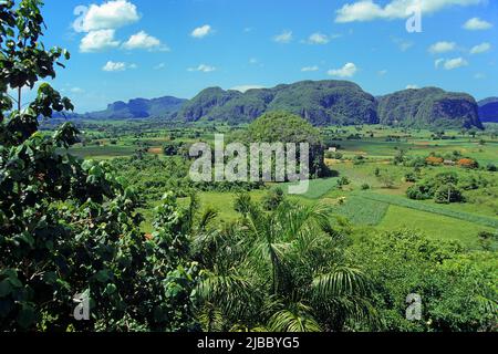 Valle de Vinales, beau paysage dans l'ouest de Cuba, Pinar del Rio, Habana, Cuba, Caraïbes Banque D'Images