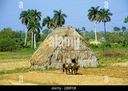 Vignes à la maison de séchage de tabac cubaine, Valle de Vinales, Pinar del Rio, Cuba, Caraïbes Banque D'Images