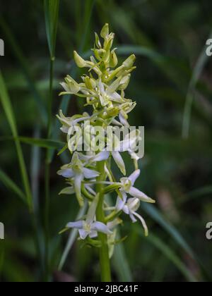 Fleurs blanches verdâtres de la petite orchidée papillon (nom latin : Platanthera bifolia) au Mont Tara, dans l'ouest de la Serbie Banque D'Images