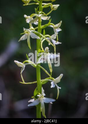 Fleurs blanches verdâtres de la petite orchidée papillon (nom latin : Platanthera bifolia) au Mont Tara, dans l'ouest de la Serbie Banque D'Images