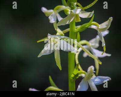 Fleurs blanches verdâtres de la petite orchidée papillon (nom latin : Platanthera bifolia) au Mont Tara, dans l'ouest de la Serbie Banque D'Images